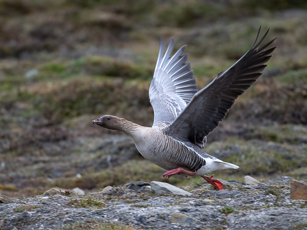 Lyhytnokkahanhi, Pink-footed Goose, Anser brachyrhynchus