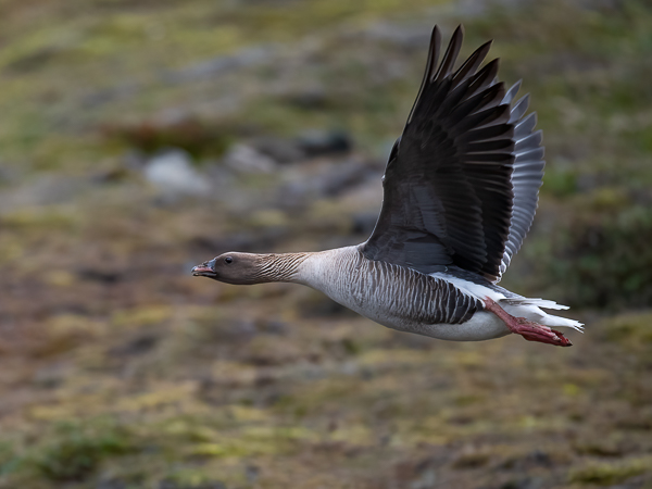 Lyhytnokkahanhi, Pink-footed Goose, Anser brachyrhynchus