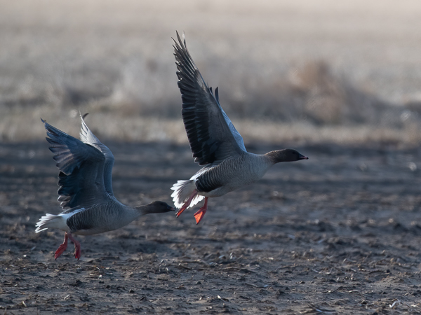 Lyhytnokkahanhi, Pink-footed Goose, Anser brachyrhynchus