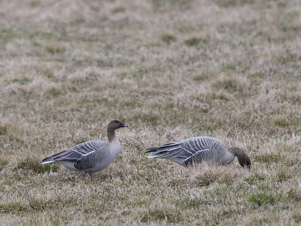 Lyhytnokkahanhi, Pink-footed Goose, Anser brachyrhynchus