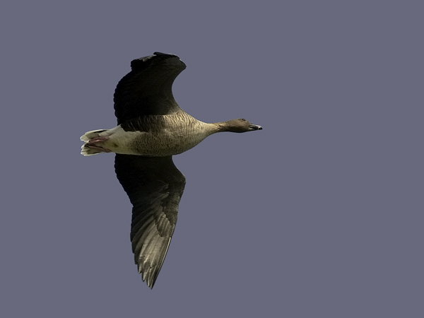 Lyhytnokkahanhi, Pink-footed Goose, Anser brachyrhynchus