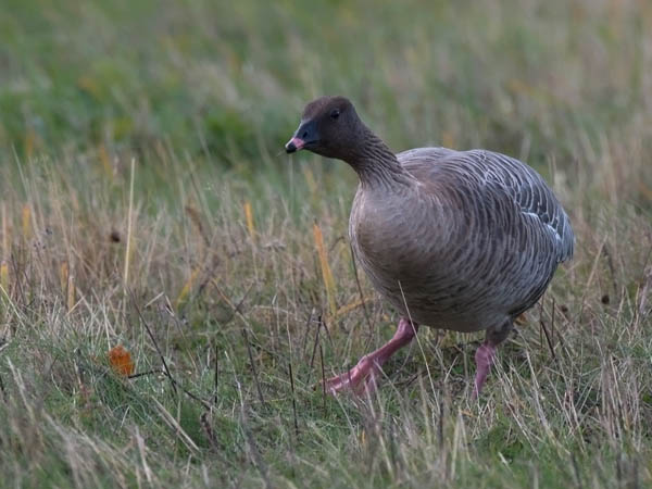 Lyhytnokkahanhi, Pink-footed Goose, Anser brachyrhynchus