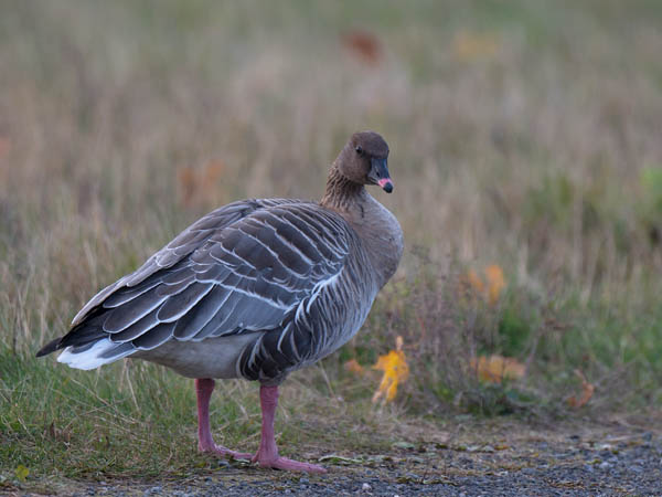 Lyhytnokkahanhi, Pink-footed Goose, Anser brachyrhynchus