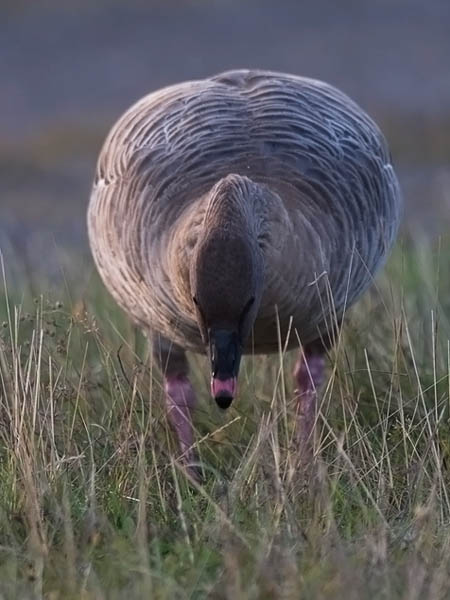 Lyhytnokkahanhi, Pink-footed Goose, Anser brachyrhynchus