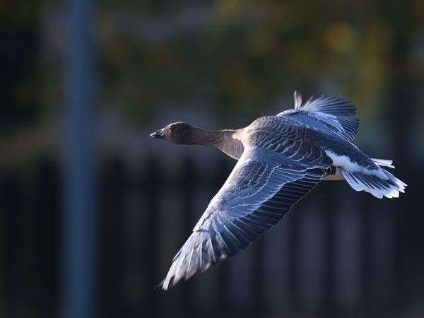 Lyhytnokkahanhi, Pink-footed Goose, Anser brachyrhynchus