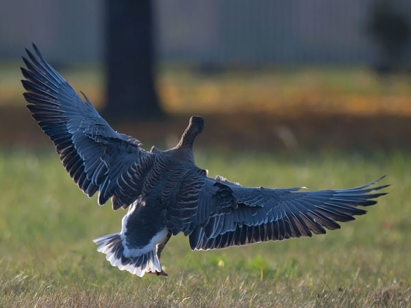 Lyhytnokkahanhi, Pink-footed Goose, Anser brachyrhynchus