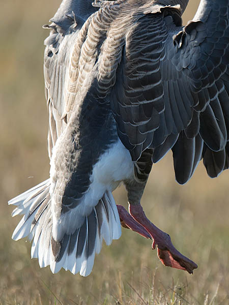 Lyhytnokkahanhi, Pink-footed Goose, Anser brachyrhynchus