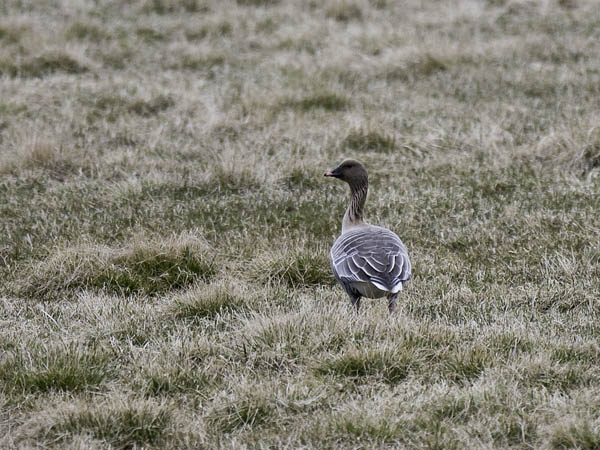 Lyhytnokkahanhi, Pink-footed Goose, Anser brachyrhynchus