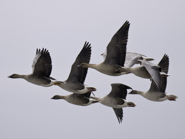 Lyhytnokkahanhi, Pink-footed Goose, Anser brachyrhynchus