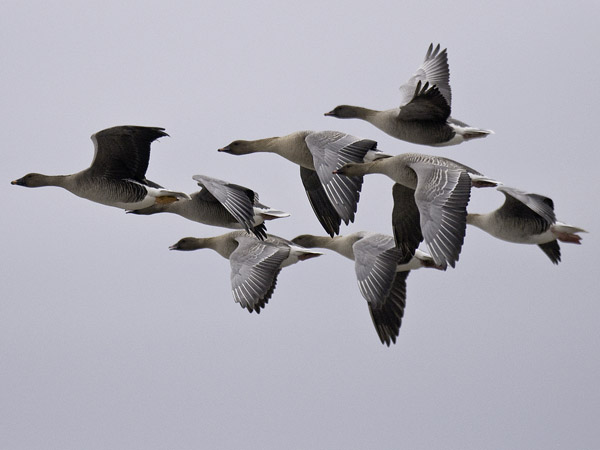 Lyhytnokkahanhi, Pink-footed Goose, Anser brachyrhynchus