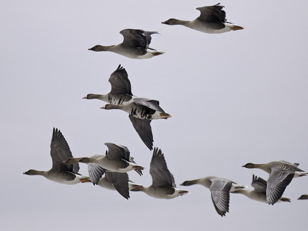 Lyhytnokkahanhi, Pink-footed Goose, Anser brachyrhynchus