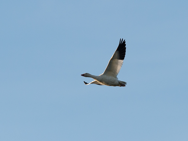 Lumihanhi, Snow Goose, Anser caerulescens