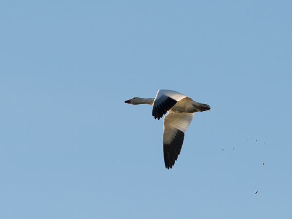 Lumihanhi, Snow Goose, Anser caerulescens