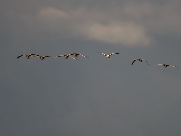 Lumihanhi, Snow Goose, Anser caerulescens