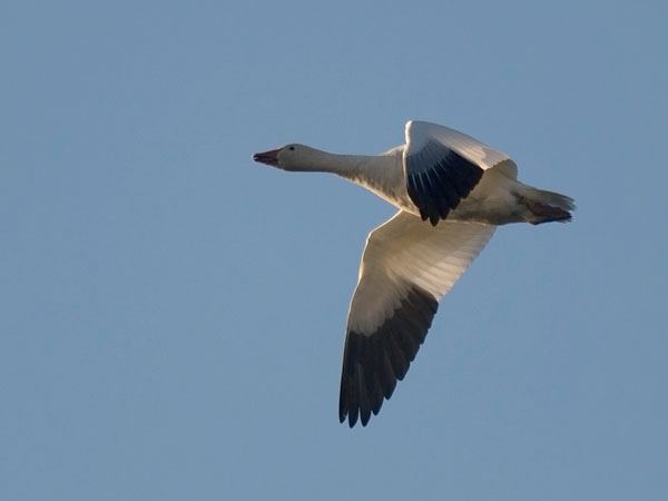 Lumihanhi, Snow Goose, Anser caerulescens