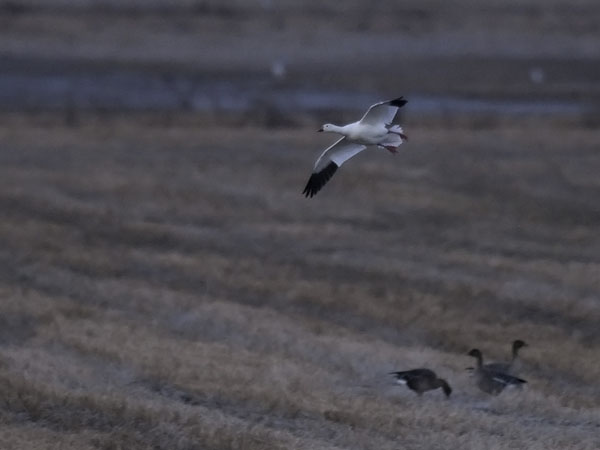 Lumihanhi, Snow Goose, Anser caerulescens