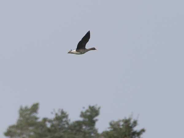 Kiljuhanhi, Lesser White-fronted Goose, Anser erythropus