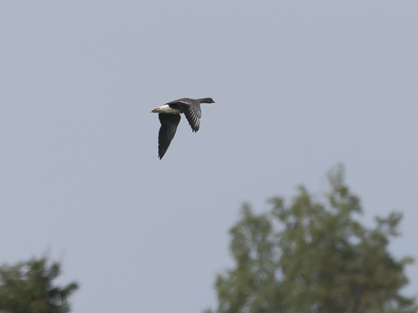 Kiljuhanhi, Lesser White-fronted Goose, Anser erythropus