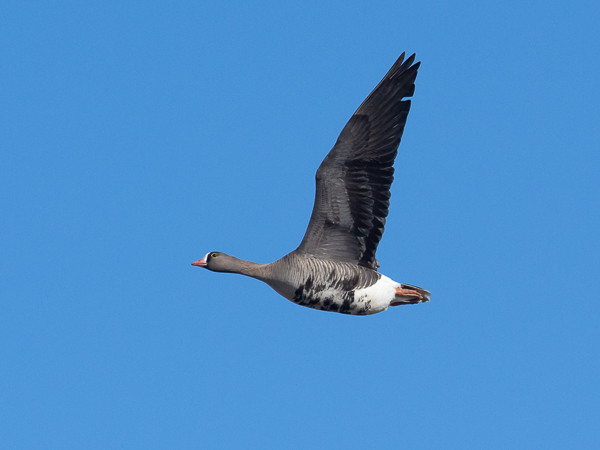 Kiljuhanhi, Lesser White-fronted Goose, Anser erythropus