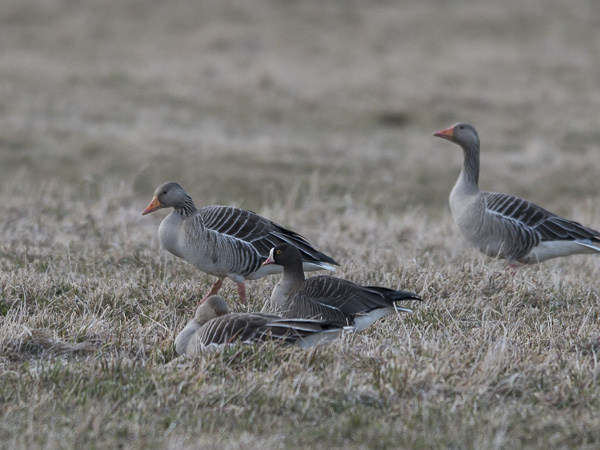 Kiljuhanhi, Lesser White-fronted Goose, Anser erythropus