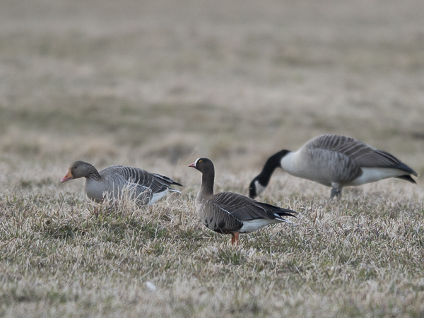 Kiljuhanhi, Lesser White-fronted Goose, Anser erythropus