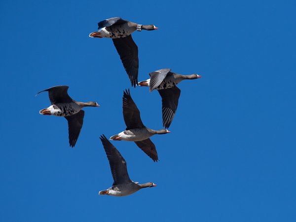 Kiljuhanhi, Lesser White-fronted Goose, Anser erythropus