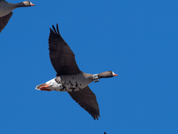Kiljuhanhi, Lesser White-fronted Goose, Anser erythropus