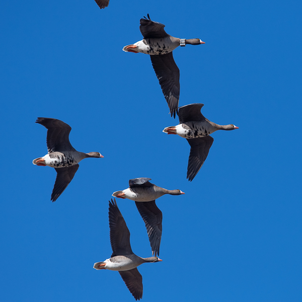 Kiljuhanhi, Lesser White-fronted Goose, Anser erythropus
