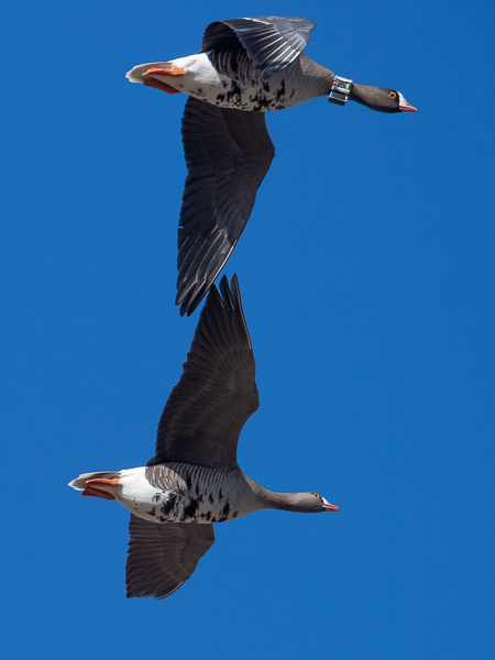 Kiljuhanhi, Lesser White-fronted Goose, Anser erythropus