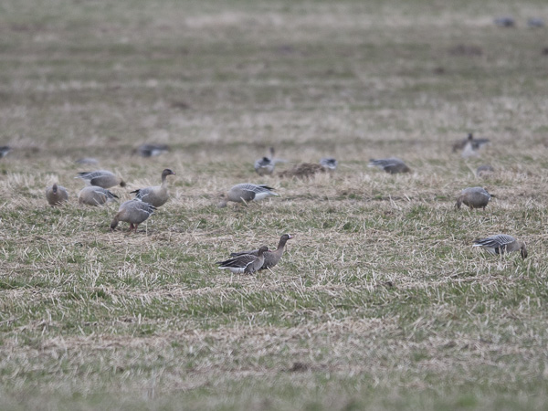 Kiljuhanhi, Lesser White-fronted Goose, Anser erythropus