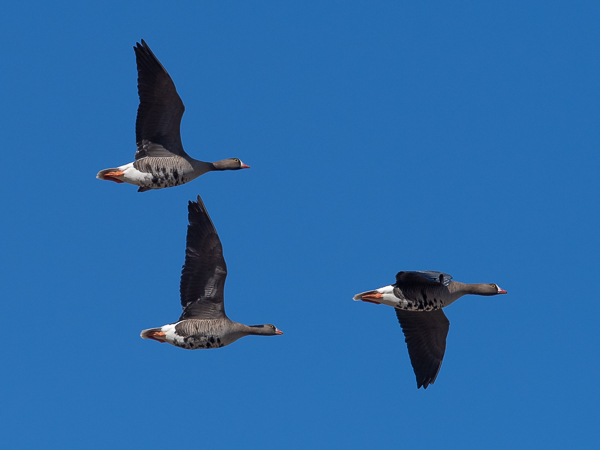 Kiljuhanhi, Lesser White-fronted Goose, Anser erythropus
