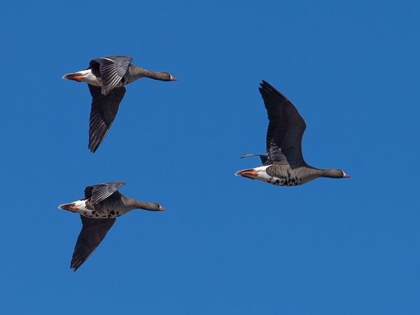 Kiljuhanhi, Lesser White-fronted Goose, Anser erythropus