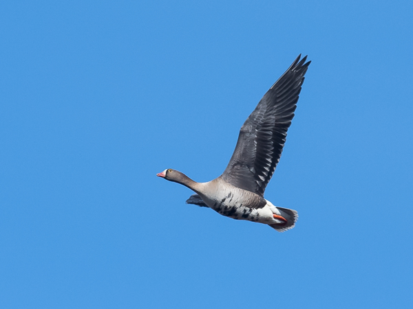 Kiljuhanhi, Lesser White-fronted Goose, Anser erythropus