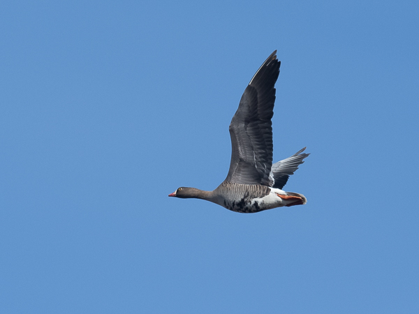 Kiljuhanhi, Lesser White-fronted Goose, Anser erythropus