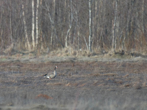 Kiljuhanhi, Lesser White-fronted Goose, Anser erythropus