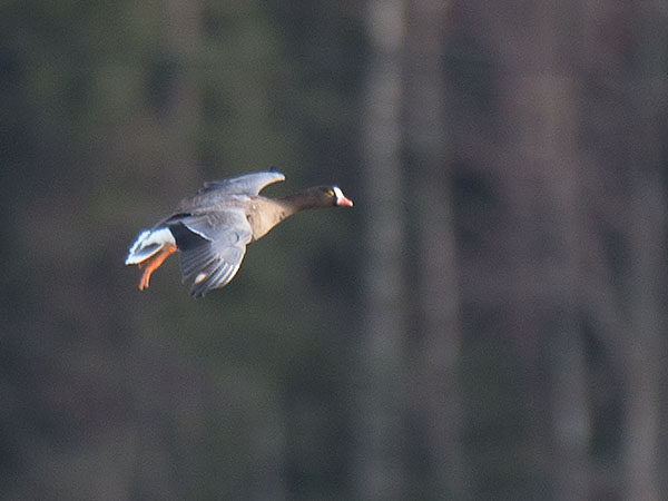 Kiljuhanhi, Lesser White-fronted Goose, Anser erythropus