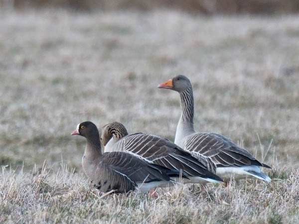 Kiljuhanhi, Lesser White-fronted Goose, Anser erythropus