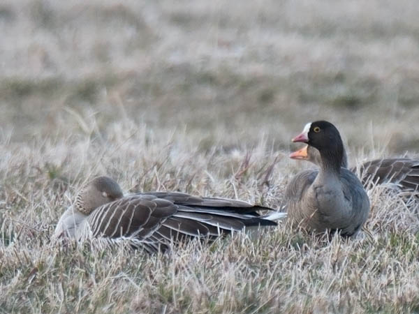 Kiljuhanhi, Lesser White-fronted Goose, Anser erythropus