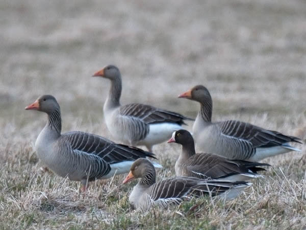 Kiljuhanhi, Lesser White-fronted Goose, Anser erythropus