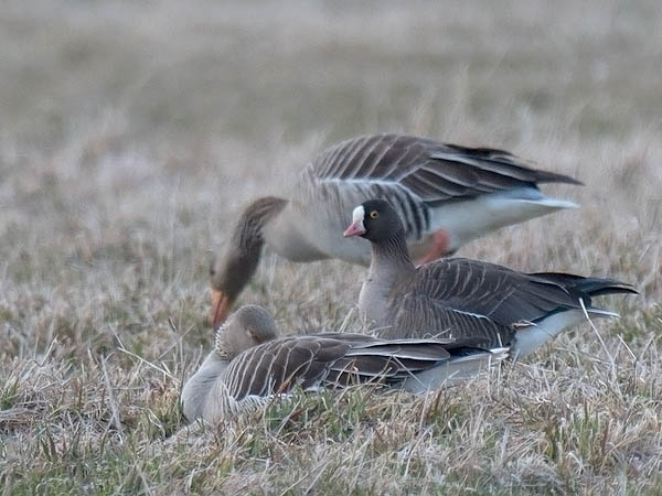 Kiljuhanhi, Lesser White-fronted Goose, Anser erythropus