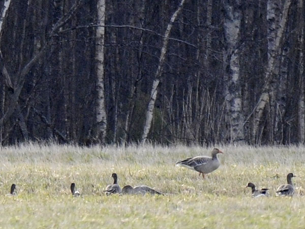 Kiljuhanhi, Lesser White-fronted Goose, Anser erythropus