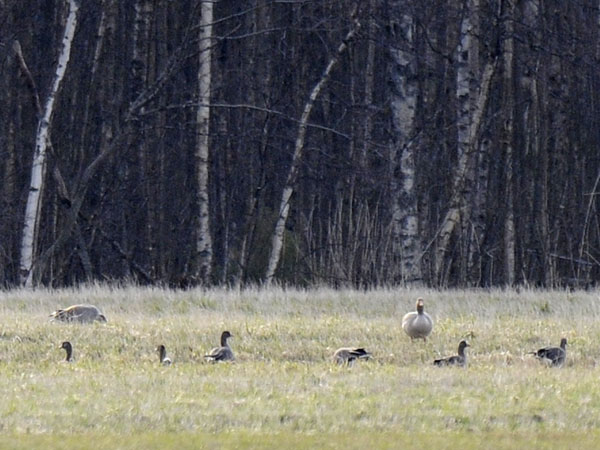 Kiljuhanhi, Lesser White-fronted Goose, Anser erythropus
