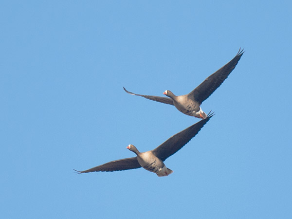 Kiljuhanhi, Lesser White-fronted Goose, Anser erythropus