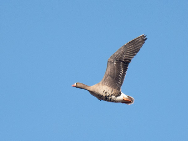 Kiljuhanhi, Lesser White-fronted Goose, Anser erythropus
