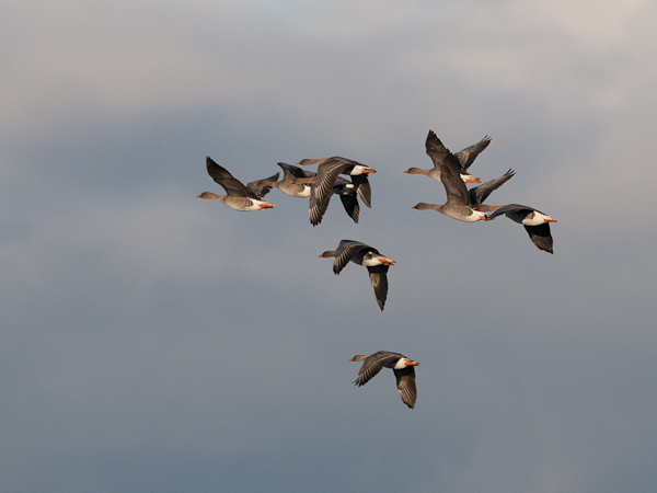 Metsähanhi, Bean Goose, Anser fabalis