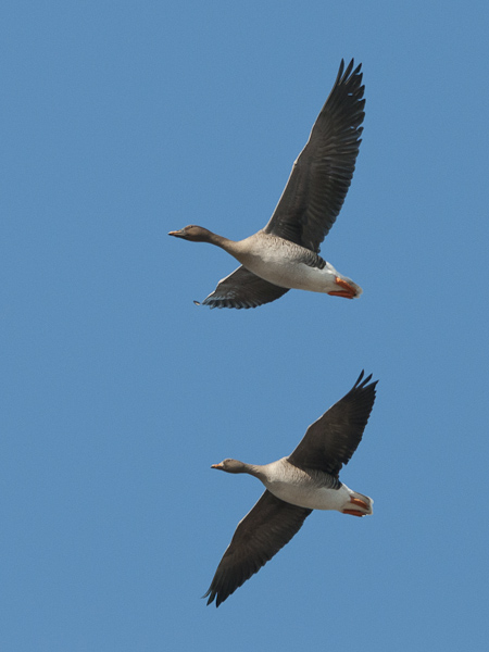Metsähanhi, Bean Goose, Anser fabalis