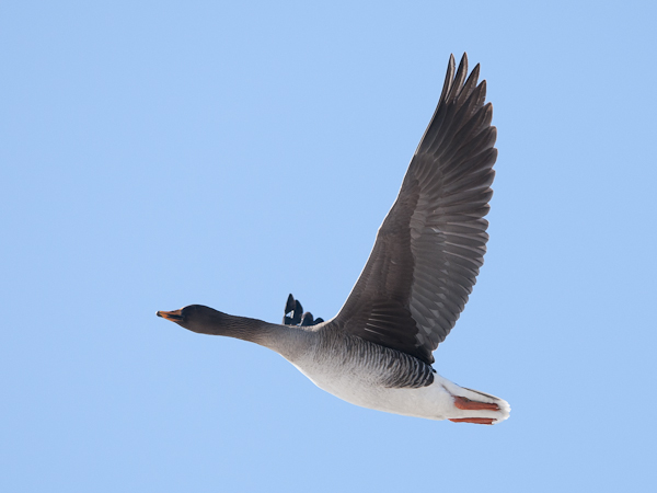 Metsähanhi, Bean Goose, Anser fabalis