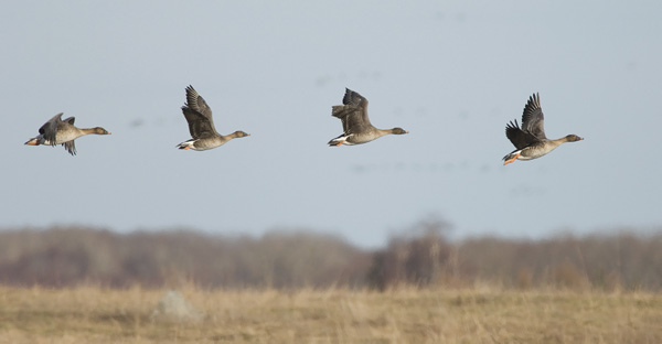 Metsähanhi, Bean Goose, Anser fabalis