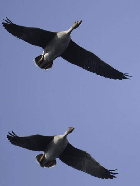 Metsähanhi, Bean Goose, Anser fabalis