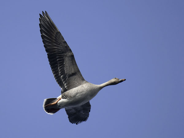 Metsähanhi, Bean Goose, Anser fabalis